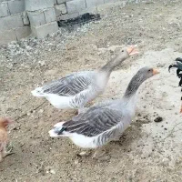 غاز|حیوانات مزرعه|مشهد, رباط طرق|دیوار