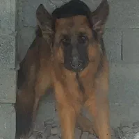 سگ ژرمن شولاین شیبدارآدمی