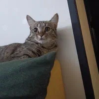 واگذاری گربه دی اس اچ|گربه|کرج, فاز ۳ مهرشهر|دیوار