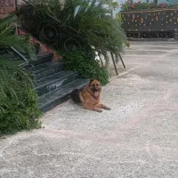 سگ ژرمن گمشده|حیوانات|دالخانی, |دیوار