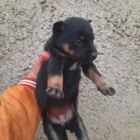 یک جفت توله ژرمن نرو ماده|سگ|تهران, فلاح|دیوار