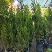 درخت سرو لاوسون *گلخانه من*