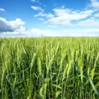 ۴هکتار زمین ابی سیداکبر اجاره داده میدم