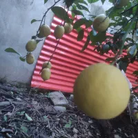 لیمو ترش سنگی و آبدار ترش و خوشمزه حدودا ۳۰ کیلو|گل و گیاه طبیعی|بابکان, |دیوار