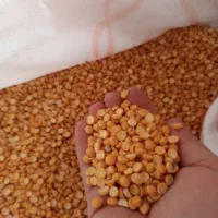 حبوبات|خوردنی و آشامیدنی|شیراز, میانرود|دیوار