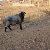 قوچ توخمی|حیوانات مزرعه|زاویه, |دیوار