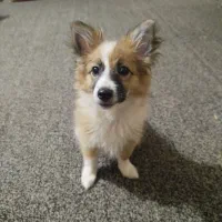 سگ پامرروباهی ب رنگ سفیدوکاراملی|سگ|برازجان, |دیوار