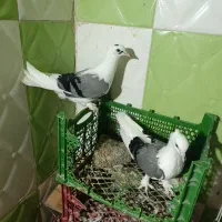 فروش کبوتر بوشهری|پرنده|بندر گناوه, |دیوار