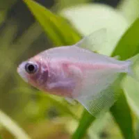 ماهی اکواریوم|ماهی|شاهرود, |دیوار