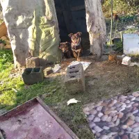 واگذاری|سگ|لاهیجان, شهرک سلمان فارسی|دیوار