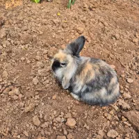 خرگوش لوپی اصلی|موش و خرگوش|لاهیجان, پردسر|دیوار