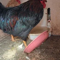 خروس رسمی سالم