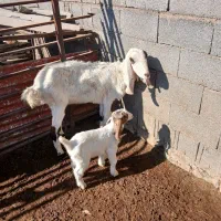 بز گلابی اصل