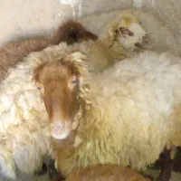 دو میش|حیوانات مزرعه|خورموج, |دیوار