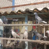 جوجه پرشی|پرنده|تهران, فلاح|دیوار