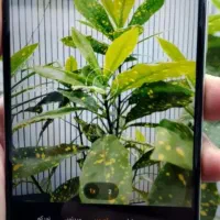 گوشی سایفر c20|موبایل|یاسوج, |دیوار