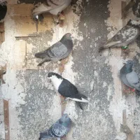 کفتر هوایی و موتور پیشرو