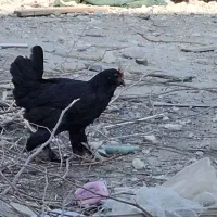 مرغ محلی تزئینی سیاه پا پر . ترکی