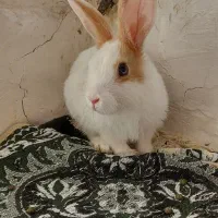 واگذاری خرگوش