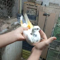 سه. عدد. کفتر|پرنده|چالوس, |دیوار