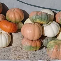 انواع کدو