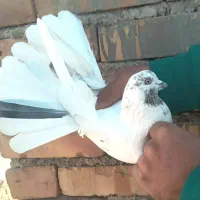 کبوتر نر پرشی|پرنده|اشنویه, |دیوار