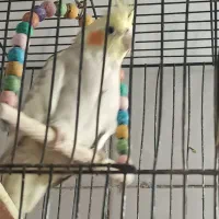 عروس هلندی|پرنده|مشهد, حجت|دیوار