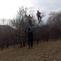 حرس کاری و کاشت درخت|خدمات باغبانی و درختکاری|شاهدشهر, |دیوار