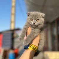 گربه اسکاتیش فلد رنگ بلو
