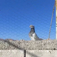 کبوتر کله الماسی گم شده