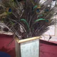 یک دم طاووس کامل هندی باگلدون دست ساز