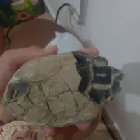 سنگ|کلکسیون اشیاء عتیقه|قوچان, |دیوار