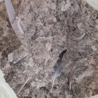 فضله کبوتر، کود باغچه|گل و گیاه طبیعی|رشت, حومه رشت|دیوار