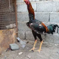 خروس افغان|حیوانات مزرعه|عنبرآباد, |دیوار