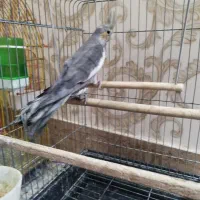 فروش فوری عروس هلندی نروماده|پرنده|میانه, |دیوار