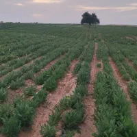 فروش یک هکتار هویج قطره‌ای