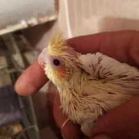 عروس هلندی مولد  معاوزه با قناری یا سهره نر بخون