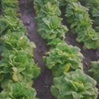 کاهو روغنی|خوردنی و آشامیدنی|خان ببین, |دیوار