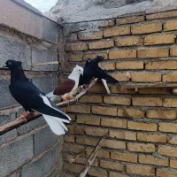 چندتا کفتر سالم جفتی وپرشی