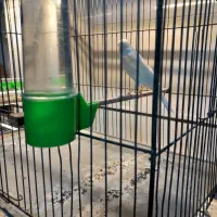 قناری پرتقالی|پرنده|محمدیه-قزوین, |دیوار