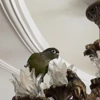 طوطی گرینچیک نر رام خیلی باهوش|پرنده|جویبار, |دیوار