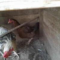 مرغ وخروس|حیوانات مزرعه|کنارک, |دیوار