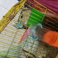 پرنده مرقه عشق