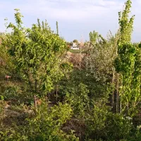 فروش-باغچه