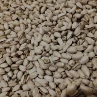 سلام پسته امسالی کیلو ۲۳۰۰