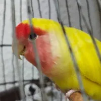 طوطی برزیلی