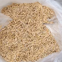 جو درجه یک