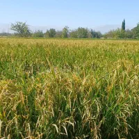 برنج کامفیروزی|خوردنی و آشامیدنی|شیراز, گویم|دیوار