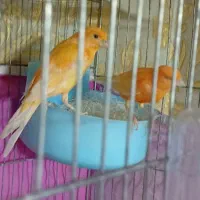 قناری وایت فاکتور و رد فاکتور جفت