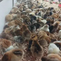 جوجه محلی